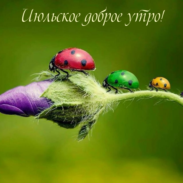 Июльское доброе утро!