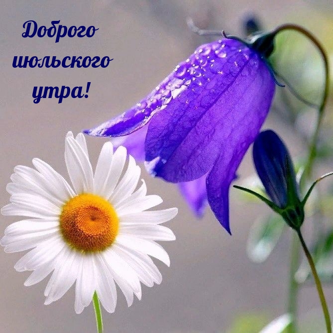 Доброго июльского утра!