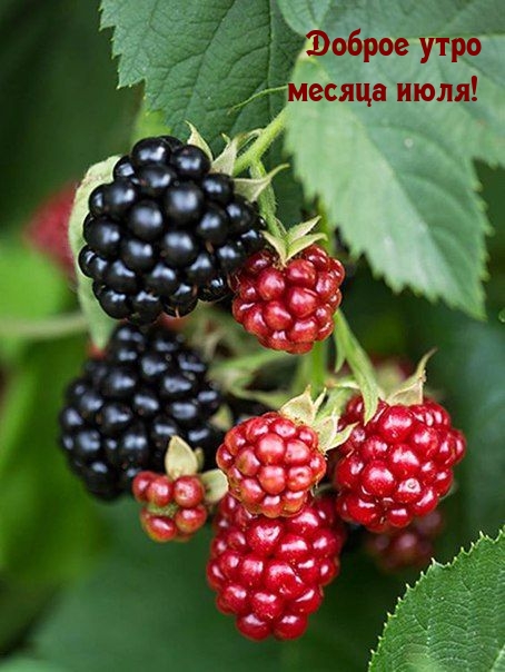 Доброе утро месяца июля!