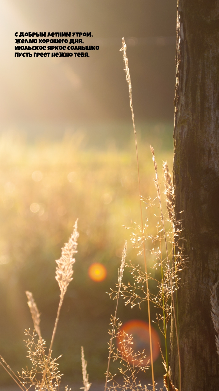 С добрым летним утром, желаю хорошего дня