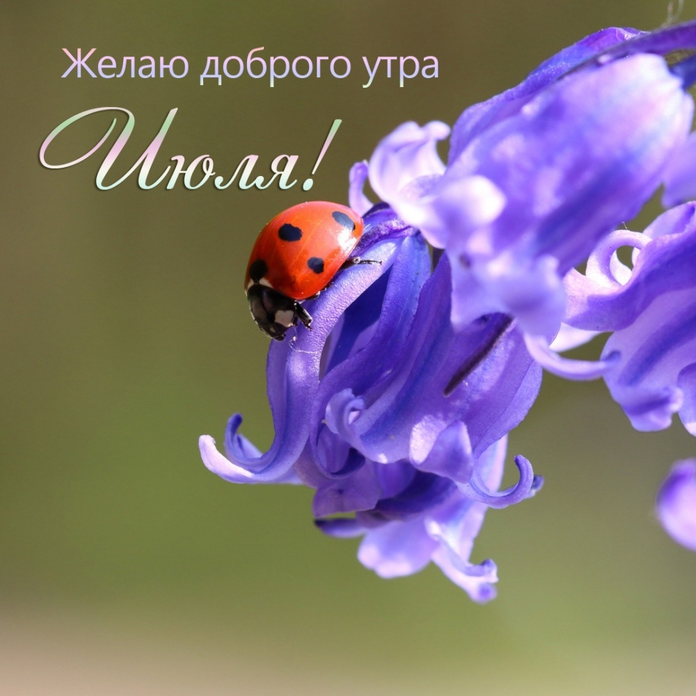 Желаю доброго утра Июля!
