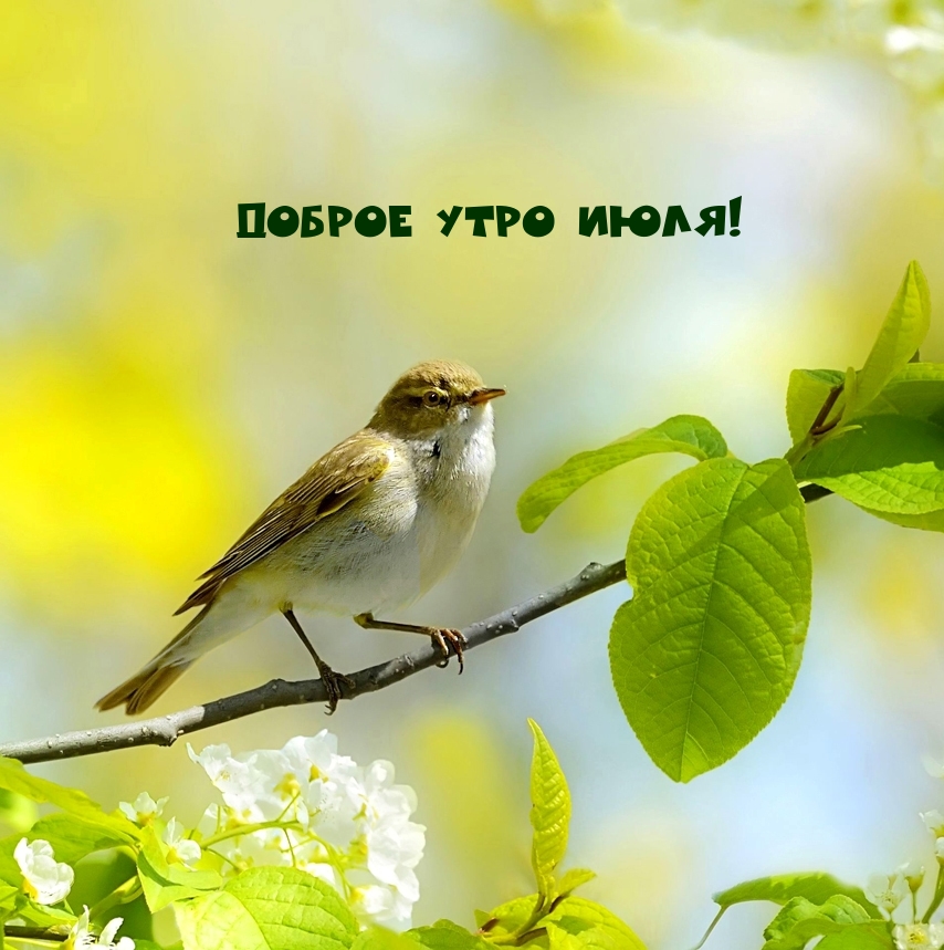 Доброе утро июля!