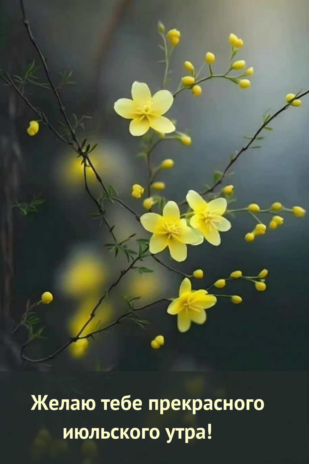 Желаю тебе прекрасного июльского утра!