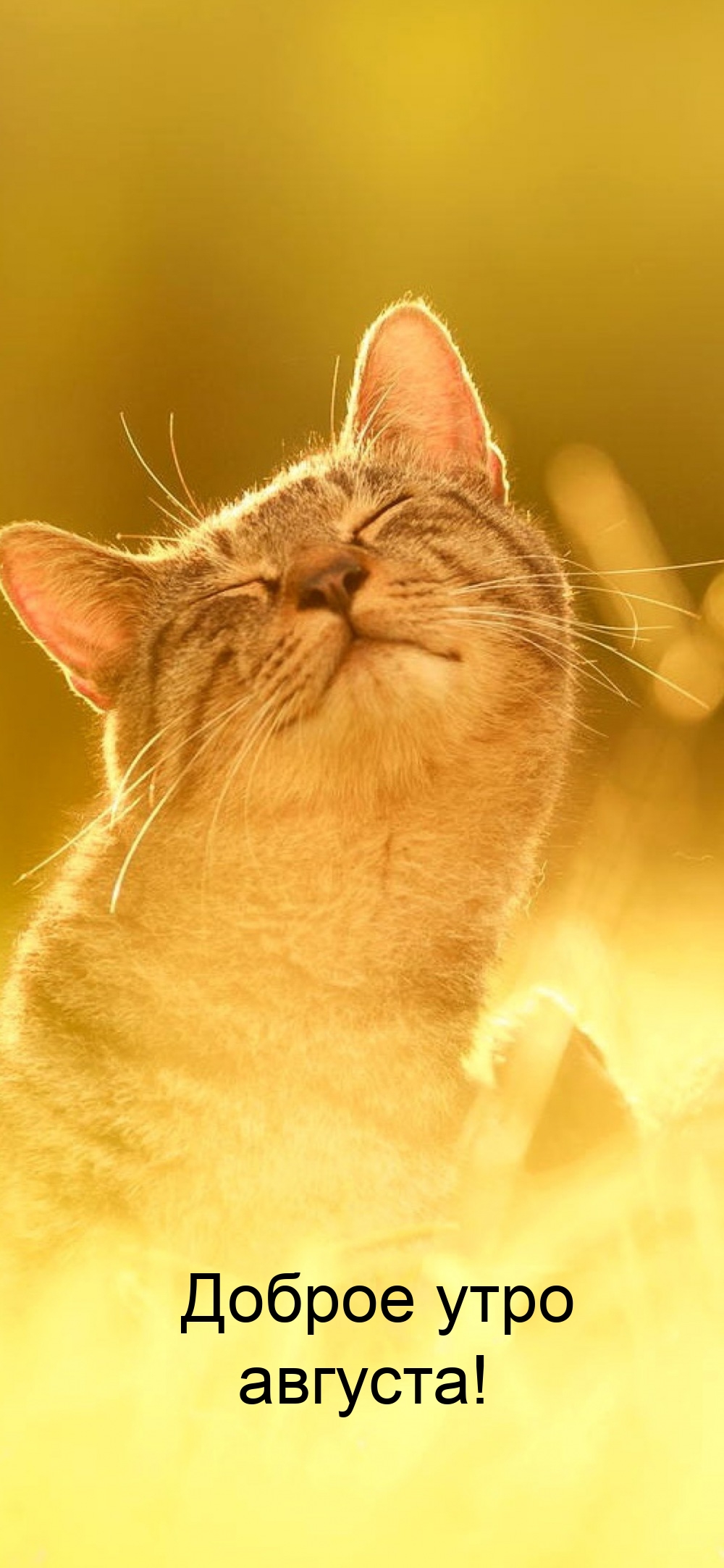 Доброе утро августа!