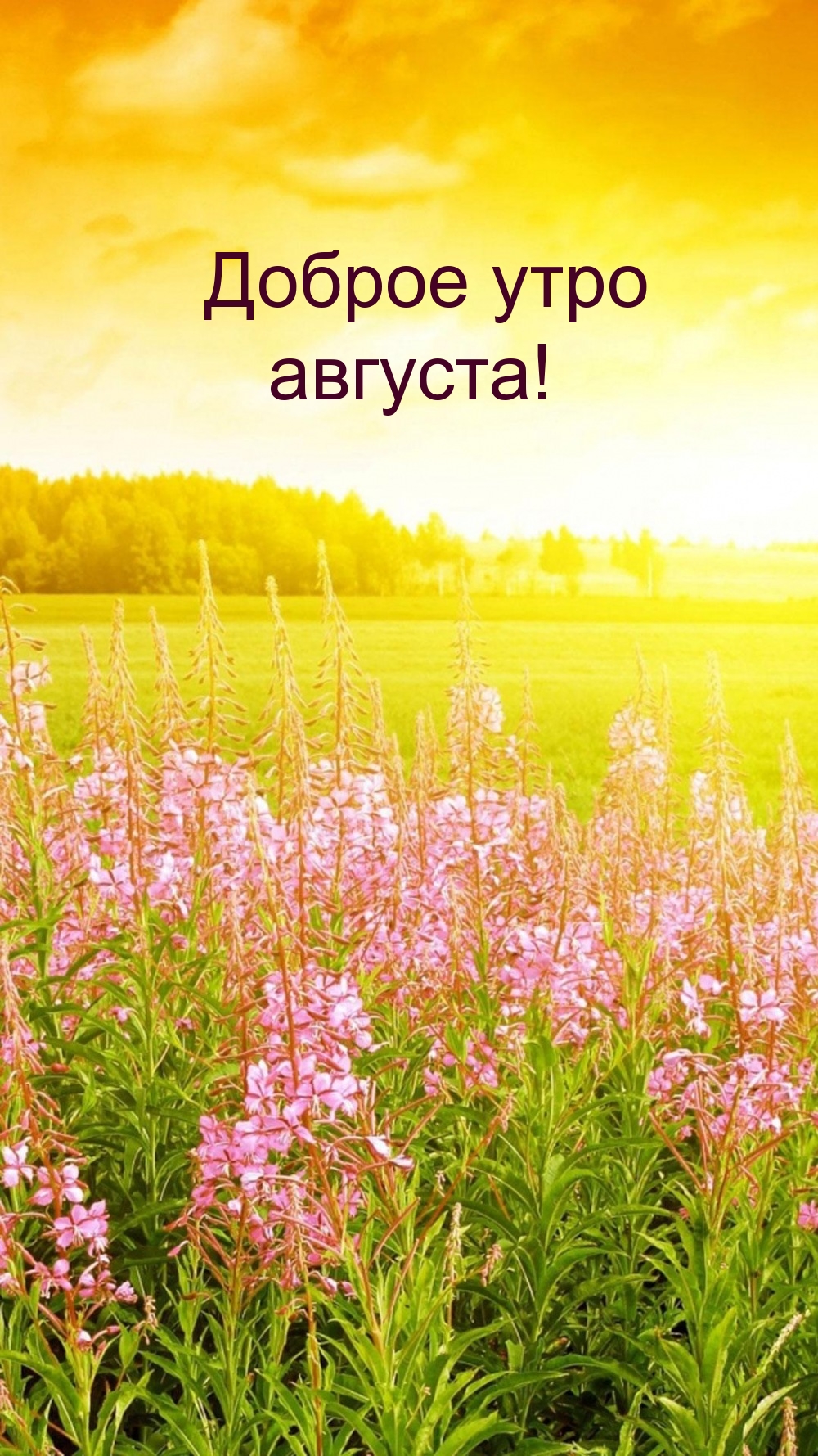 Доброе утро августа!