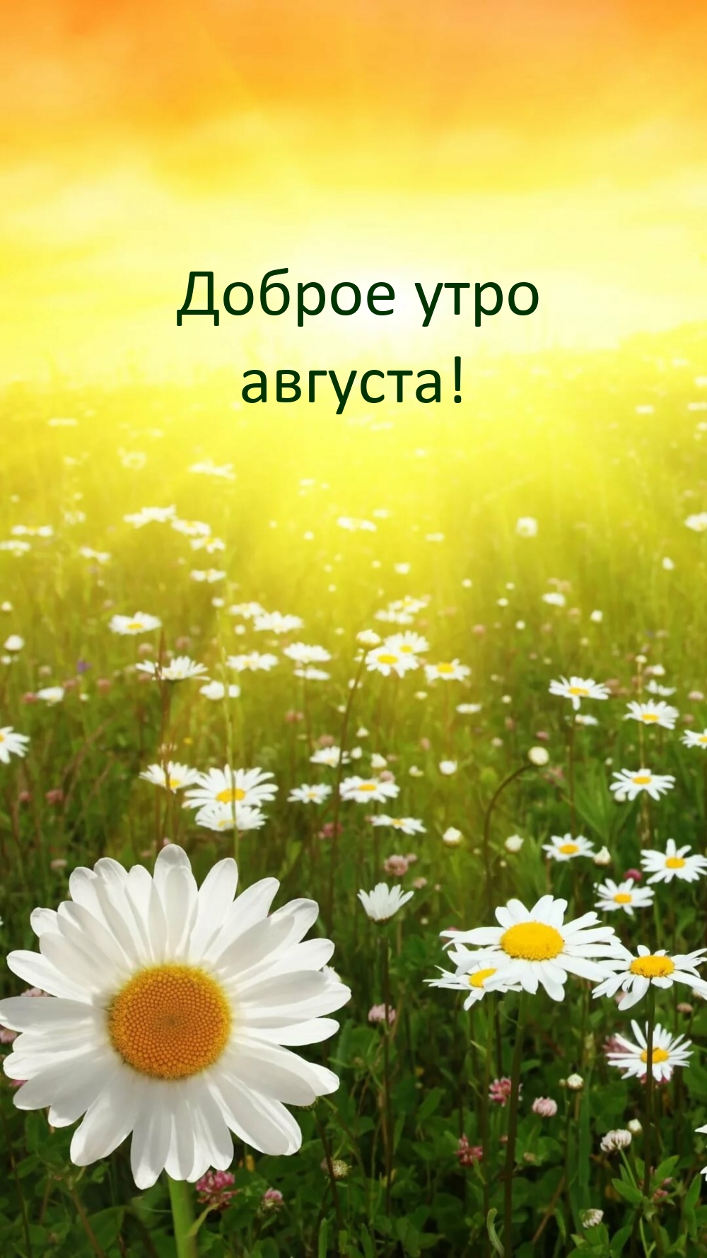 Доброе утро августа!