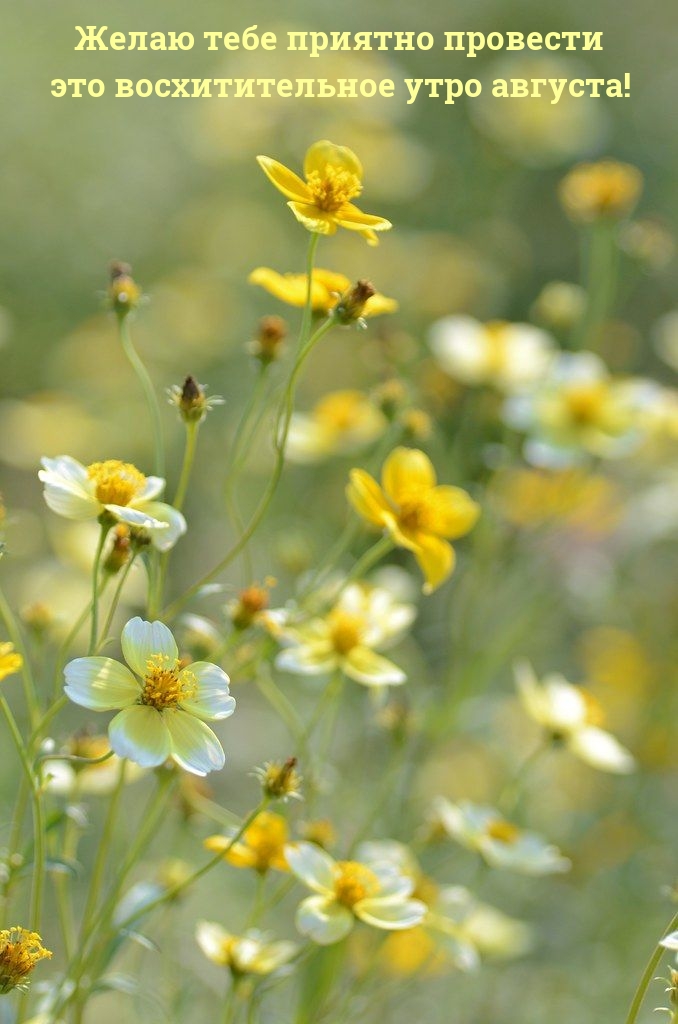 Приятно провести это восхитительное утро августа!