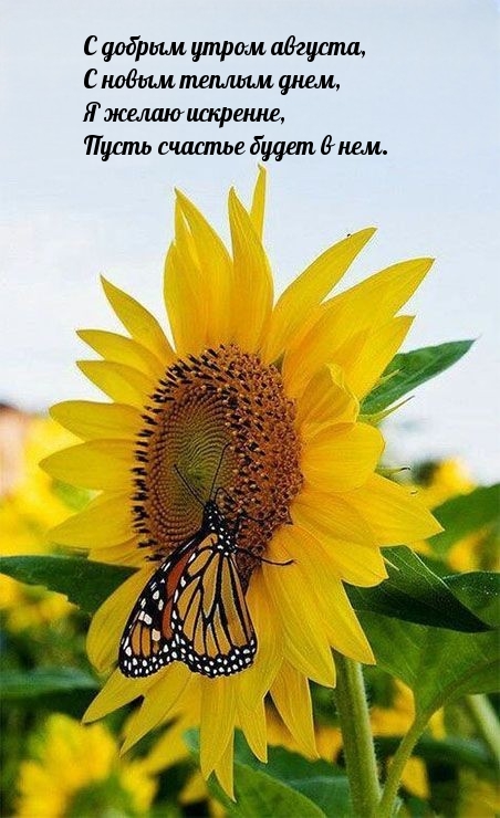 С добрым утром августа! Стишок
