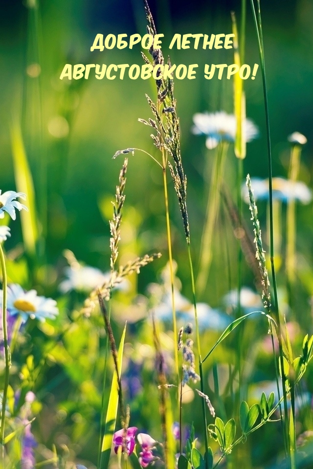 Доброе летнее августовское утро!