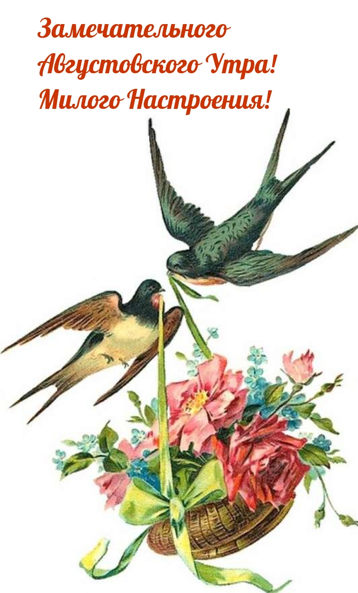 Замечательного Августовского Утра! Милого Настроения!