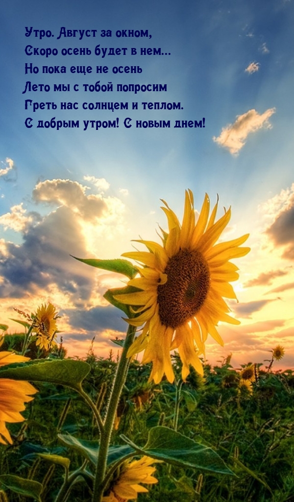 Утро. Август за окном, скоро осень будет в нем...