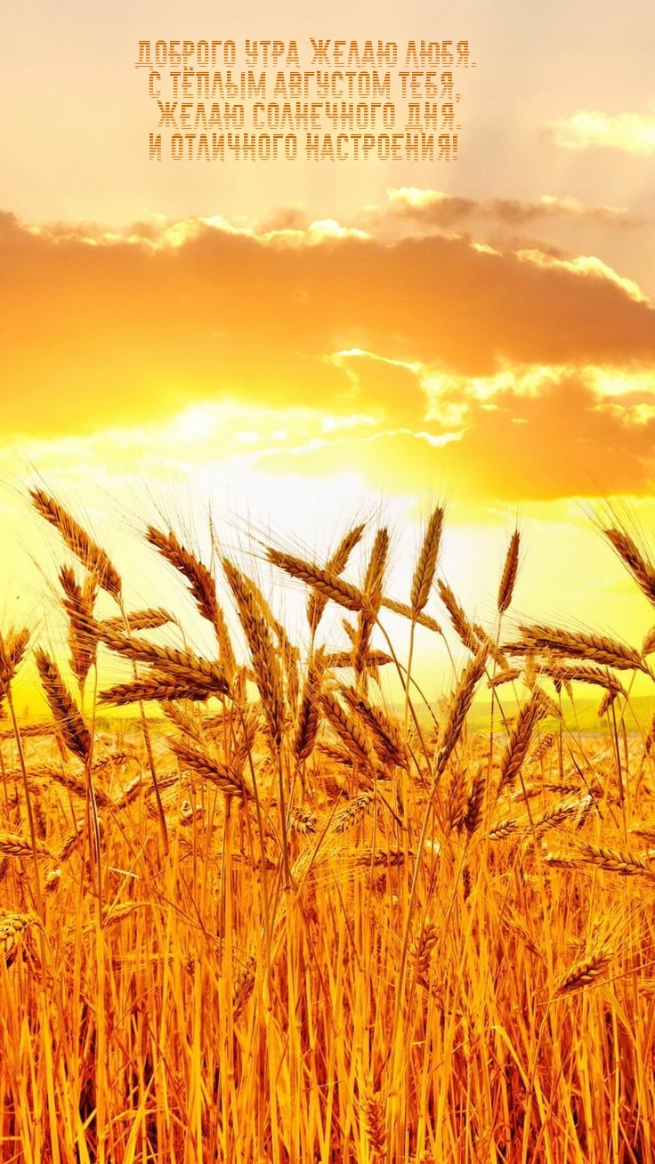 Доброго утра желаю любя. С тёплым августом тебя