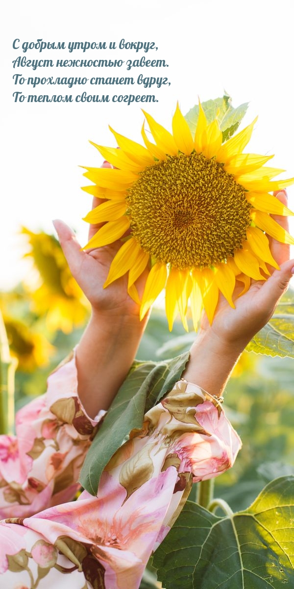 С добрым утром и вокруг, Август нежностью завеет.