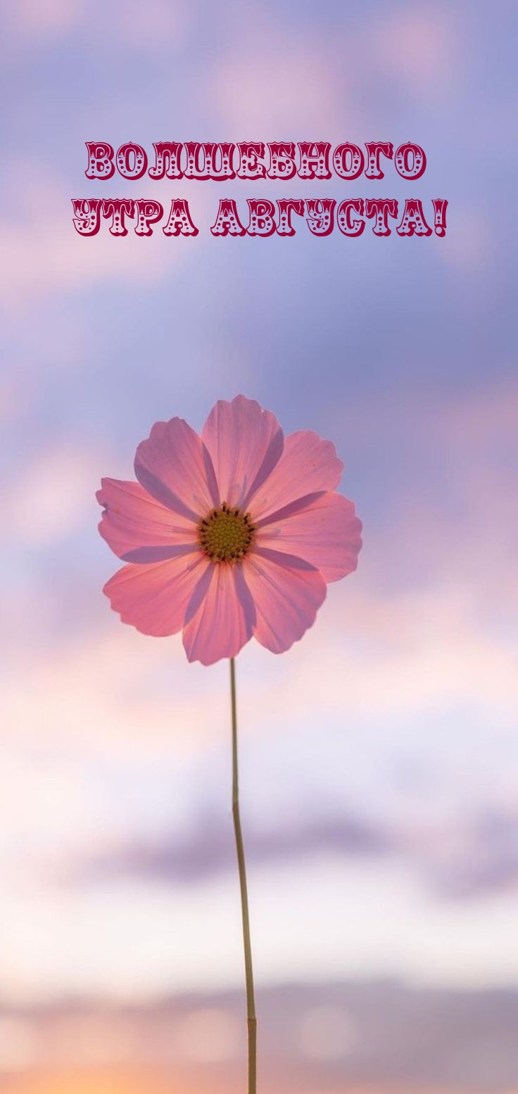 Волшебного утра августа!