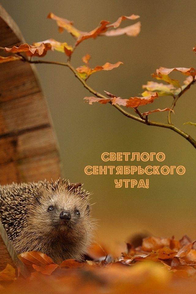 Светлого Сентябрьского Утра!