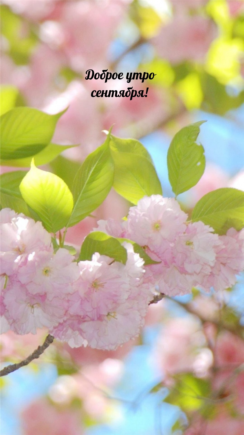 Доброе утро сентября!