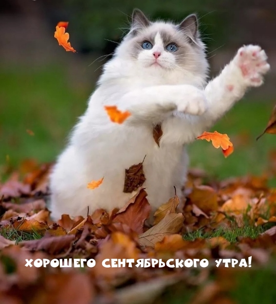 Хорошего сентябрьского утра!