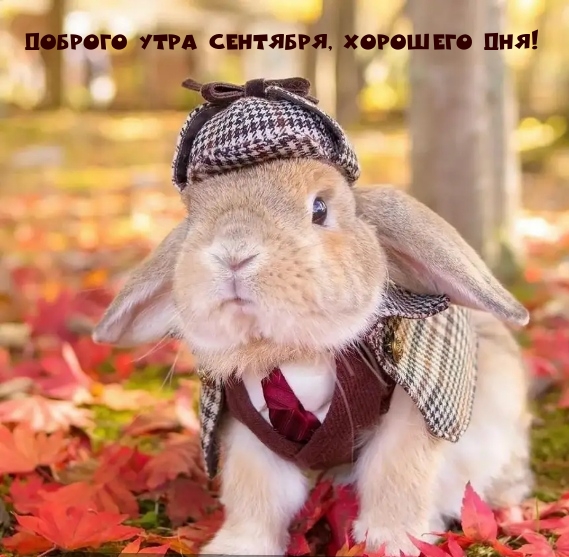 Доброго утра сентября, хорошего дня!