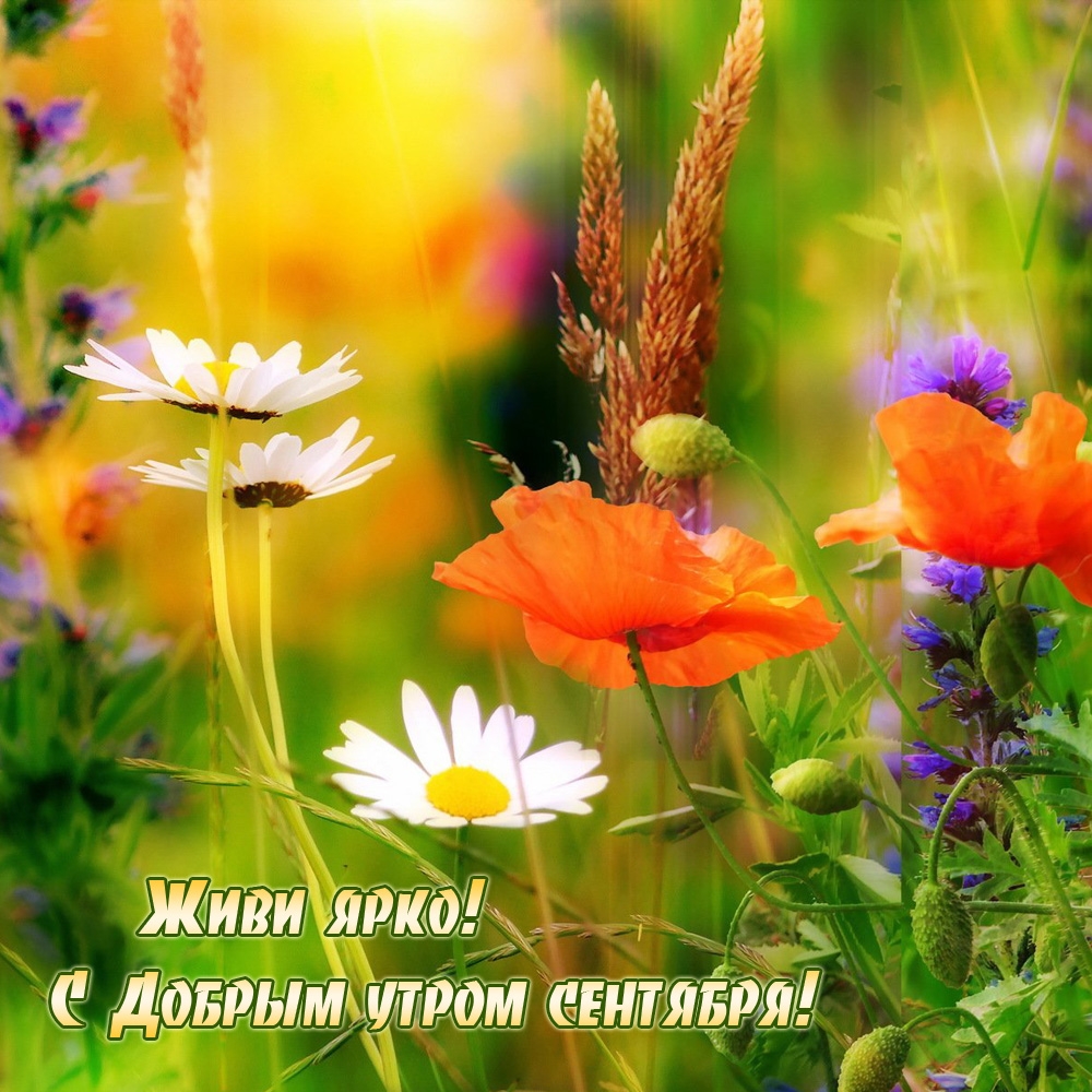 Живи ярко! С Добрым утром сентября!  