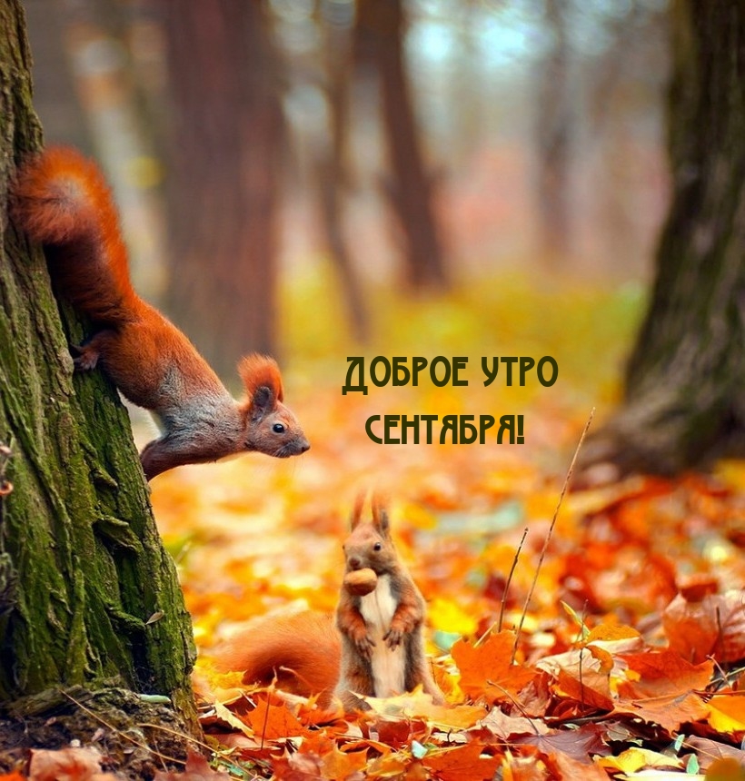 Доброе утро сентября!