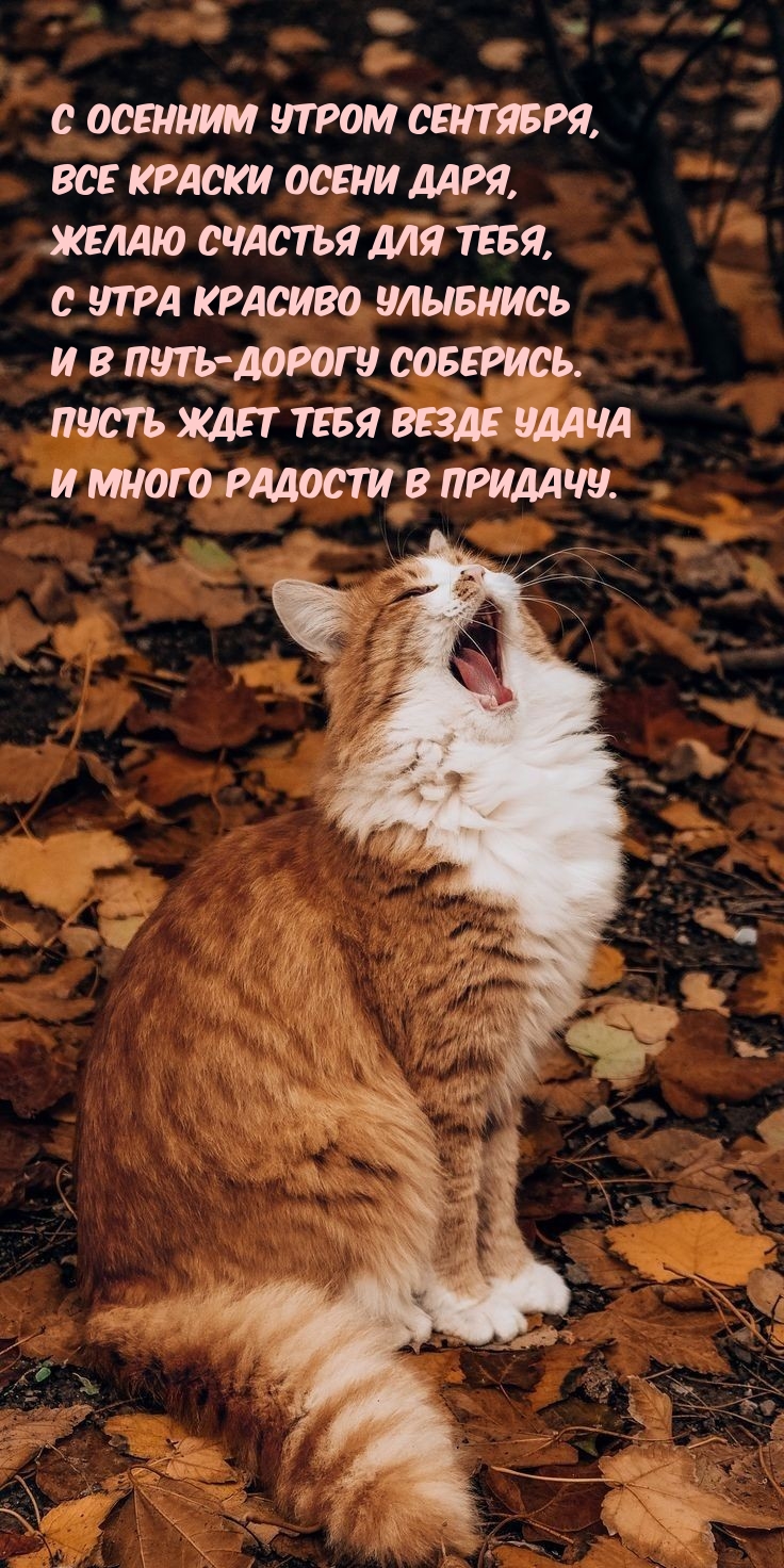 С осенним утром сентября, все краски осени даря