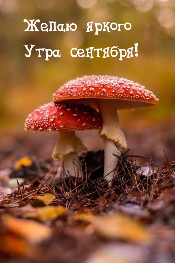 Желаю яркого Утра сентября!