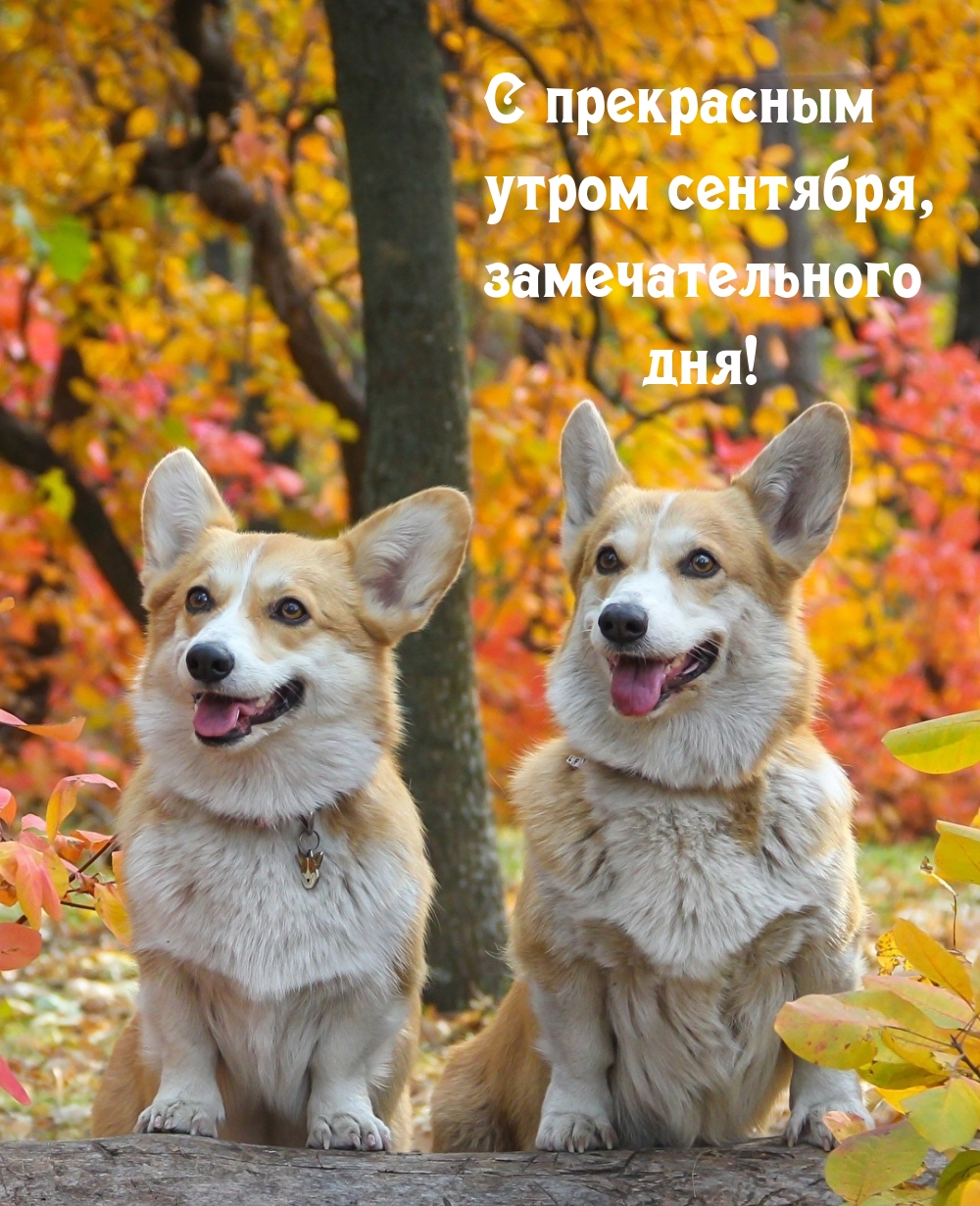 С прекрасным утром сентября, замечательного дня!