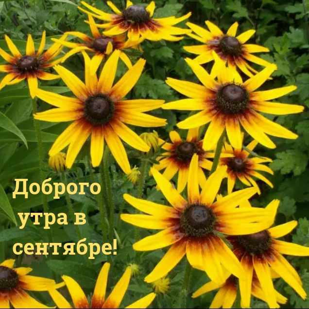 Доброго утра в сентябре!