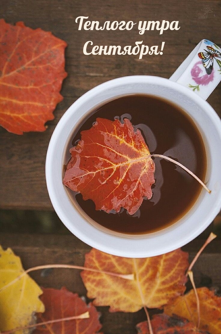 Теплого утра Сентября!