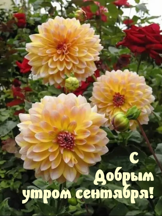 С Добрым утром сентября! 