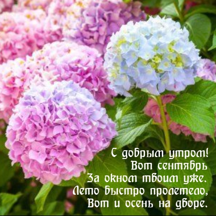 С добрым утром! Вот сентябрь за окном твоим уже.