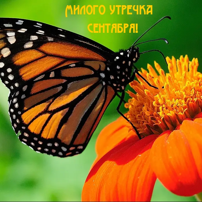 Милого утречка сентября!