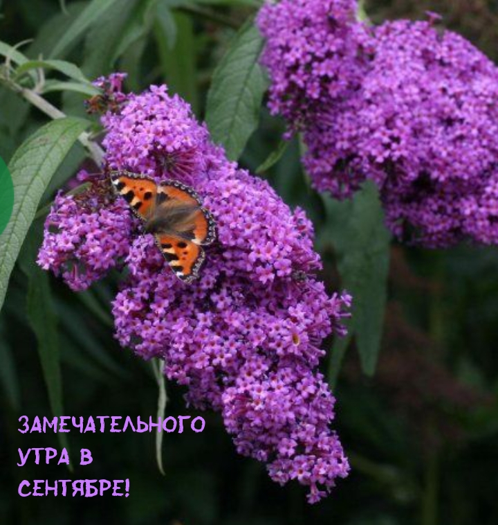 Замечательного утра в сентябре!
