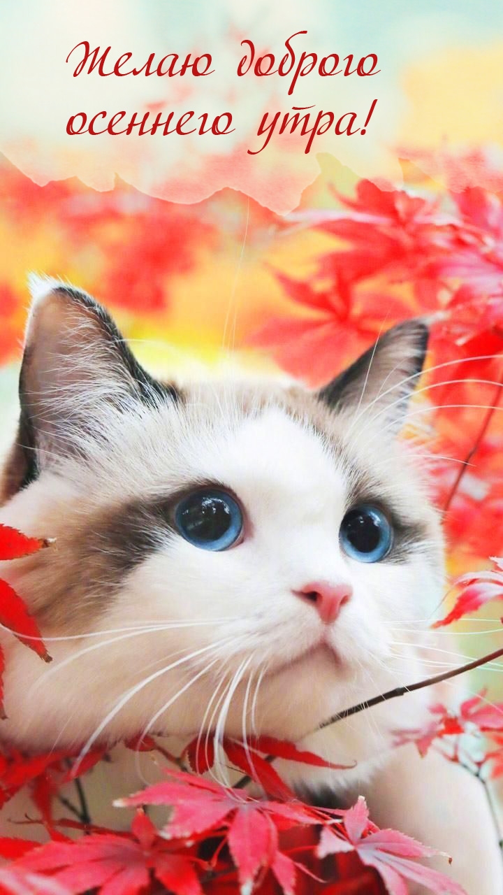 Желаю доброго осеннего утра!