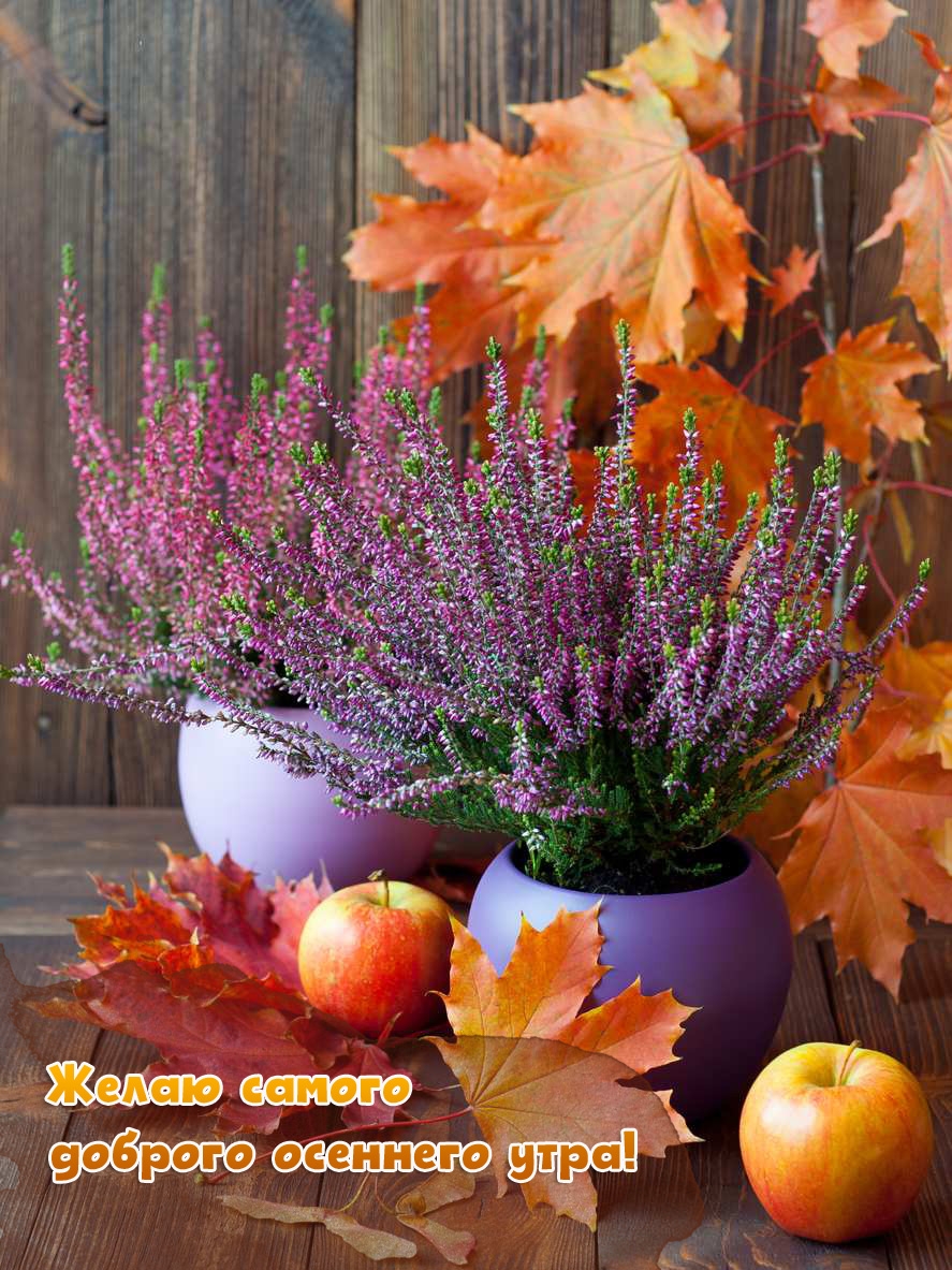 Желаю самого доброго осеннего утра!