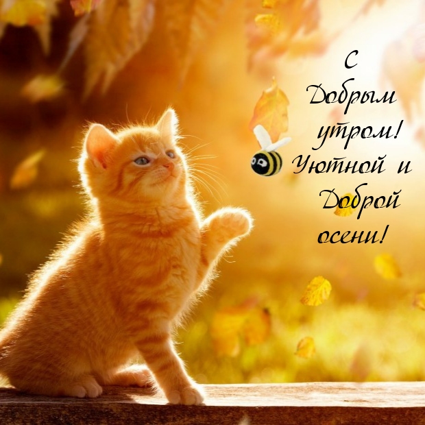 С Добрым утром! Уютной и Доброй осени!