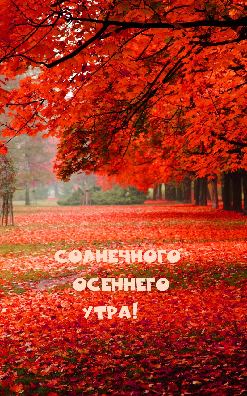 Солнечного осеннего утра!