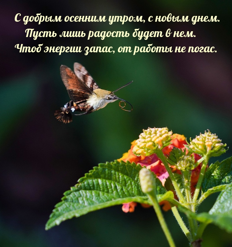 С добрым осенним утром, с новым днем.