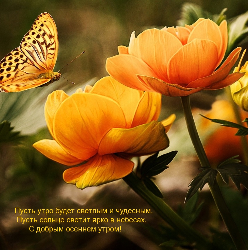 Пусть утро будет светлым и чудесным.