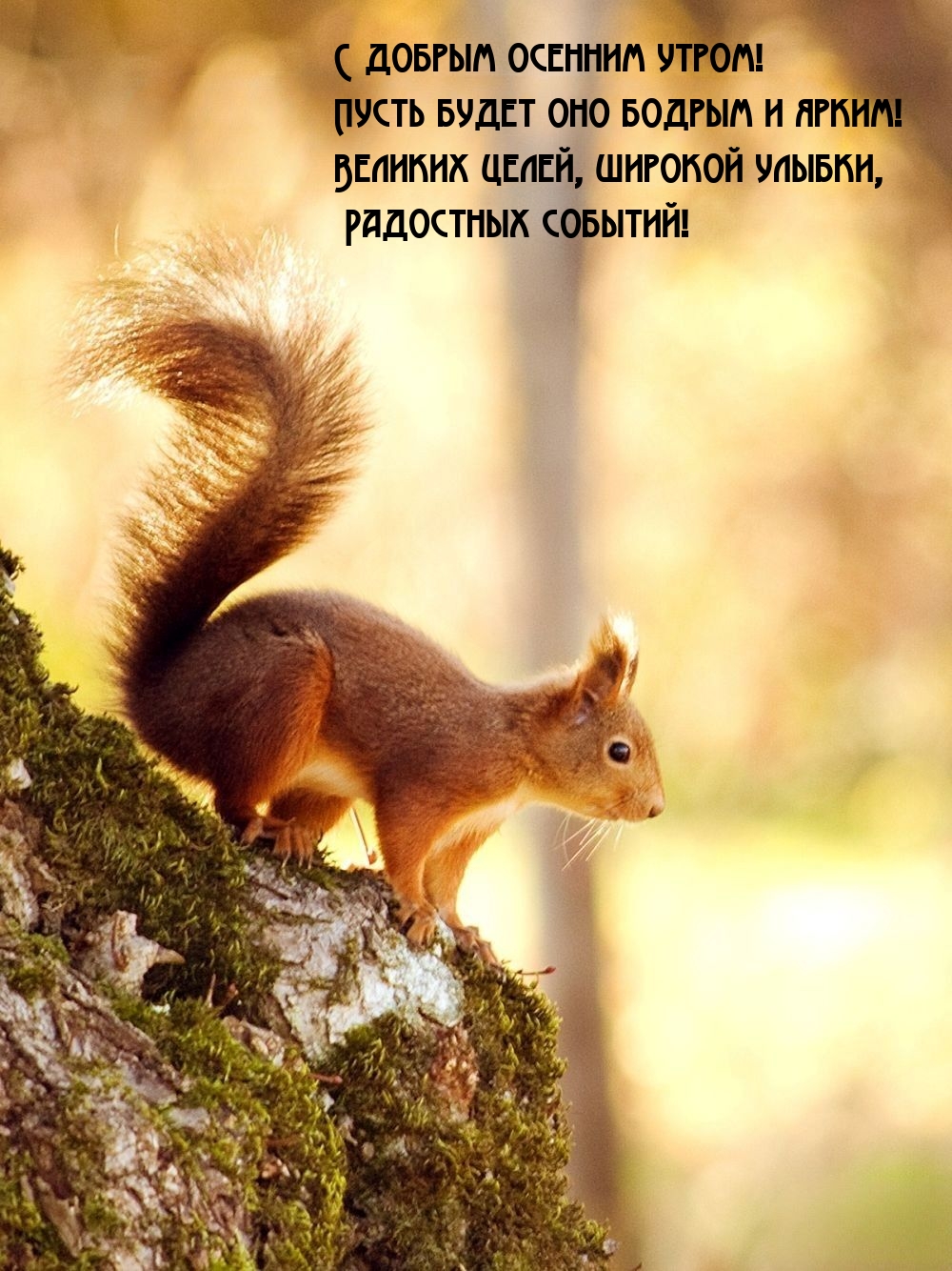 С добрым осенним утром! Пусть будет оно бодрым и ярким! 