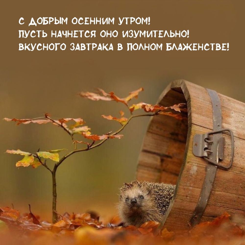 С добрым осенним утром! Пусть начнется оно изумительно! 
