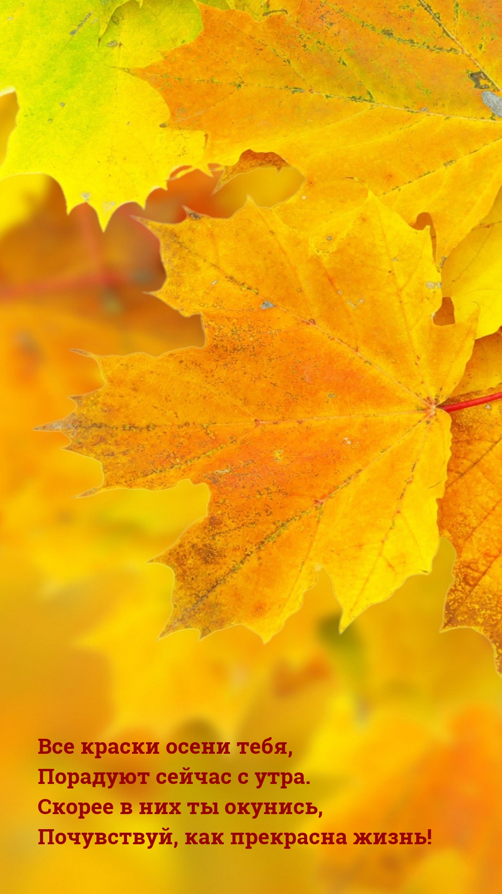Все краски осени тебя, порадуют сейчас с утра.