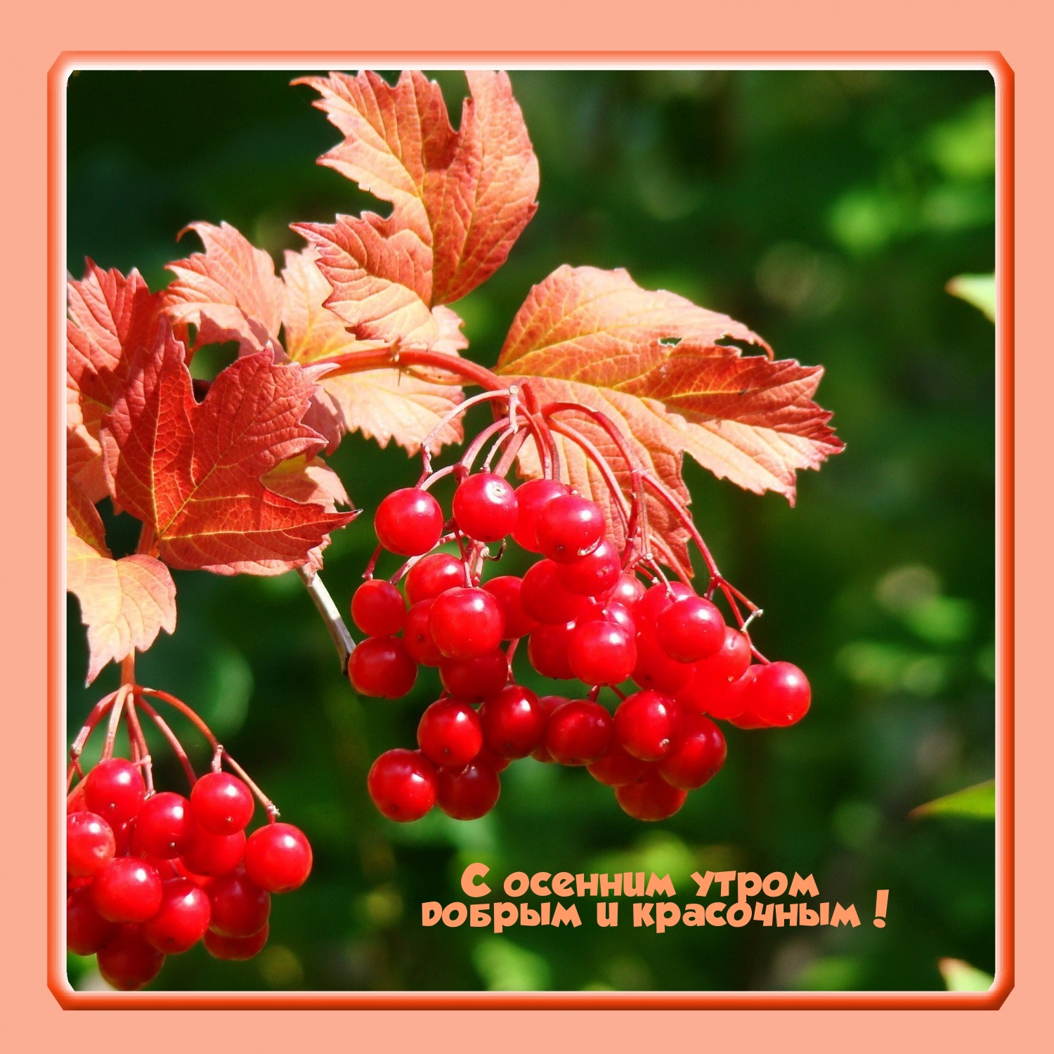 С осенним утром добрым и красочным!