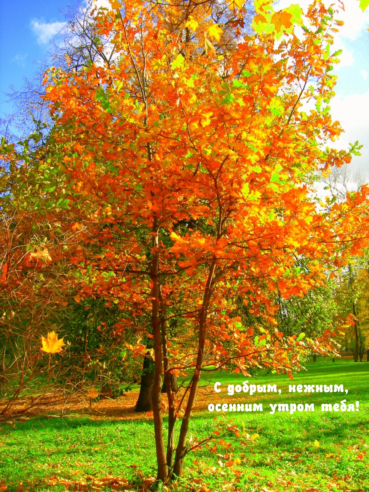 С добрым, нежным, осенним утром тебя!