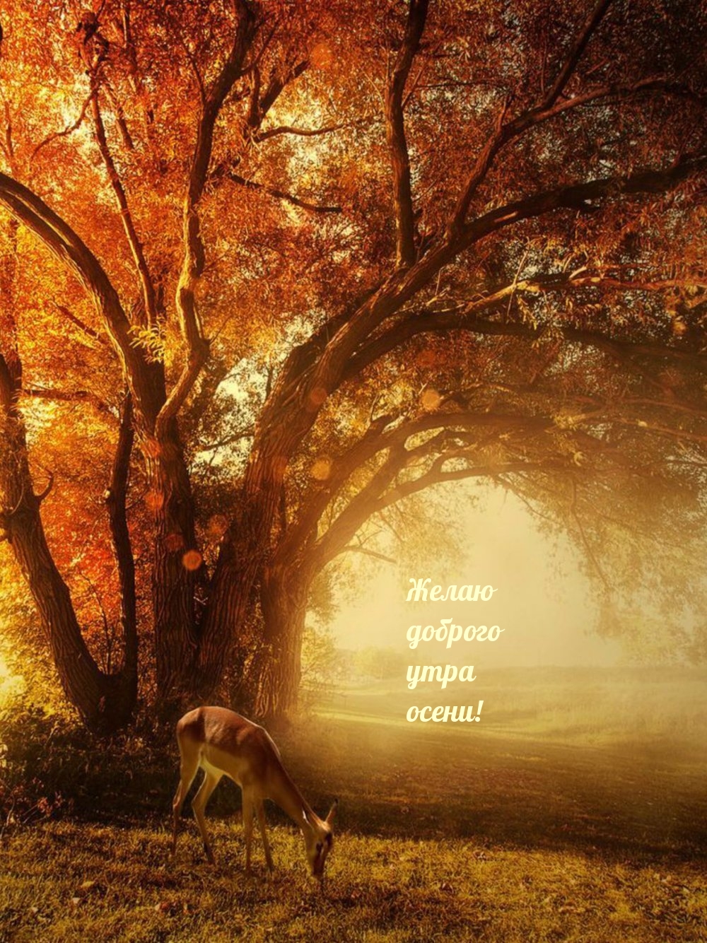 Желаю доброго утра осени!