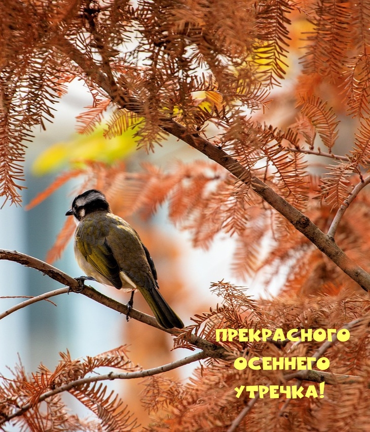 Прекрасного осеннего утречка!