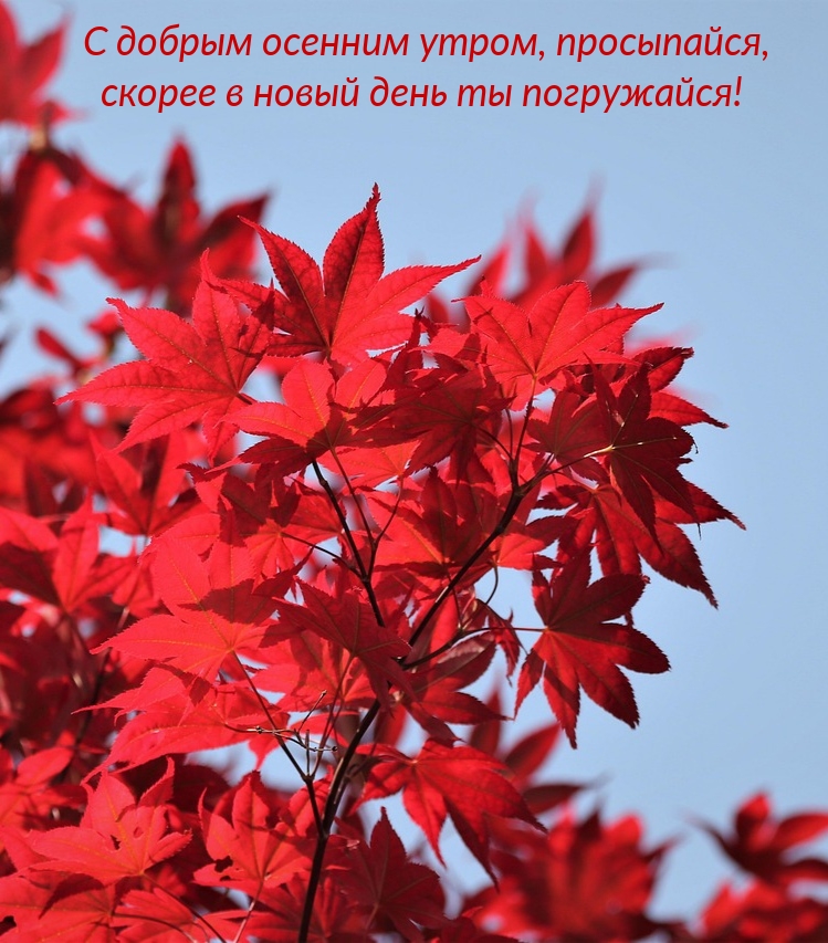 С добрым осенним утром, просыпайся