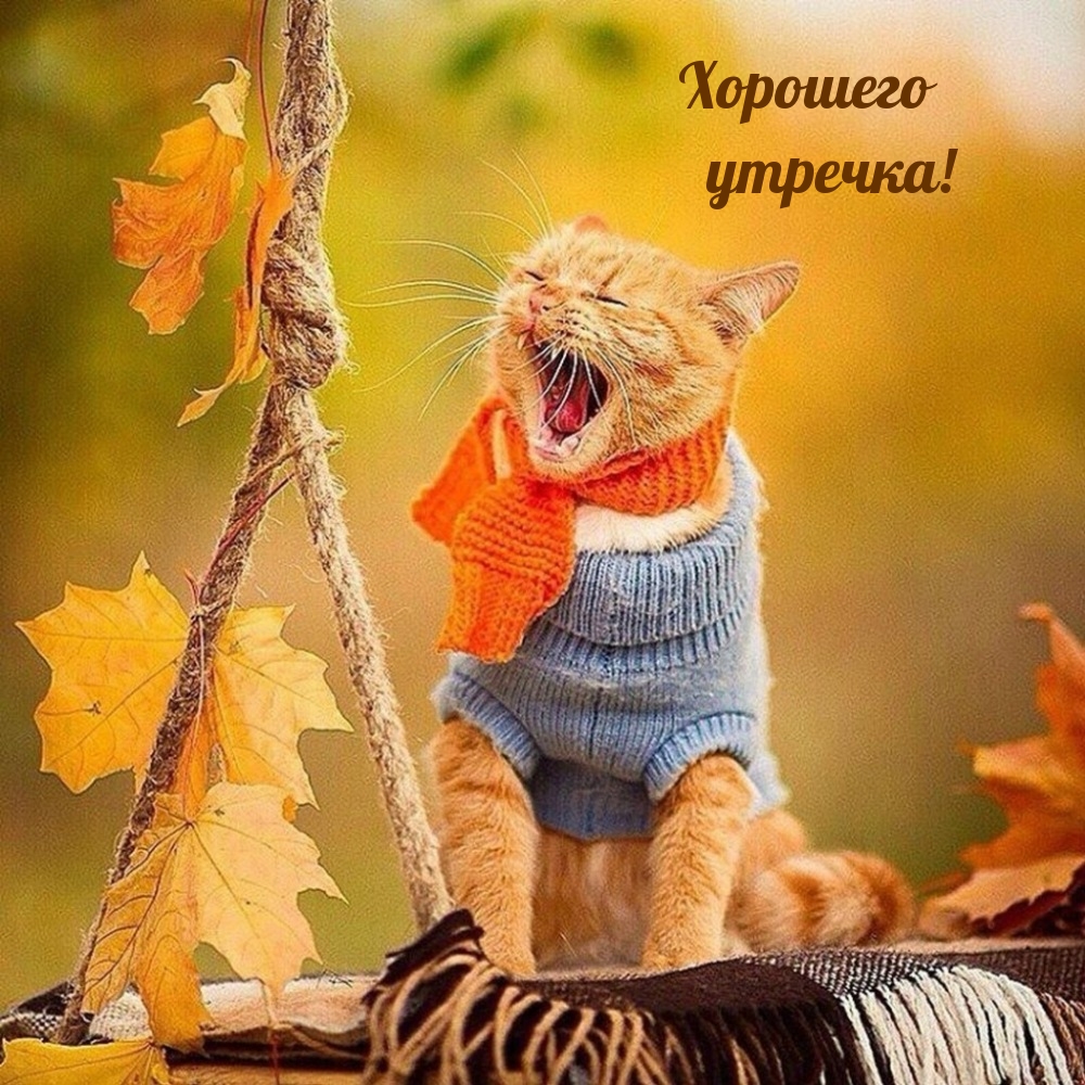 Хорошего утречка!