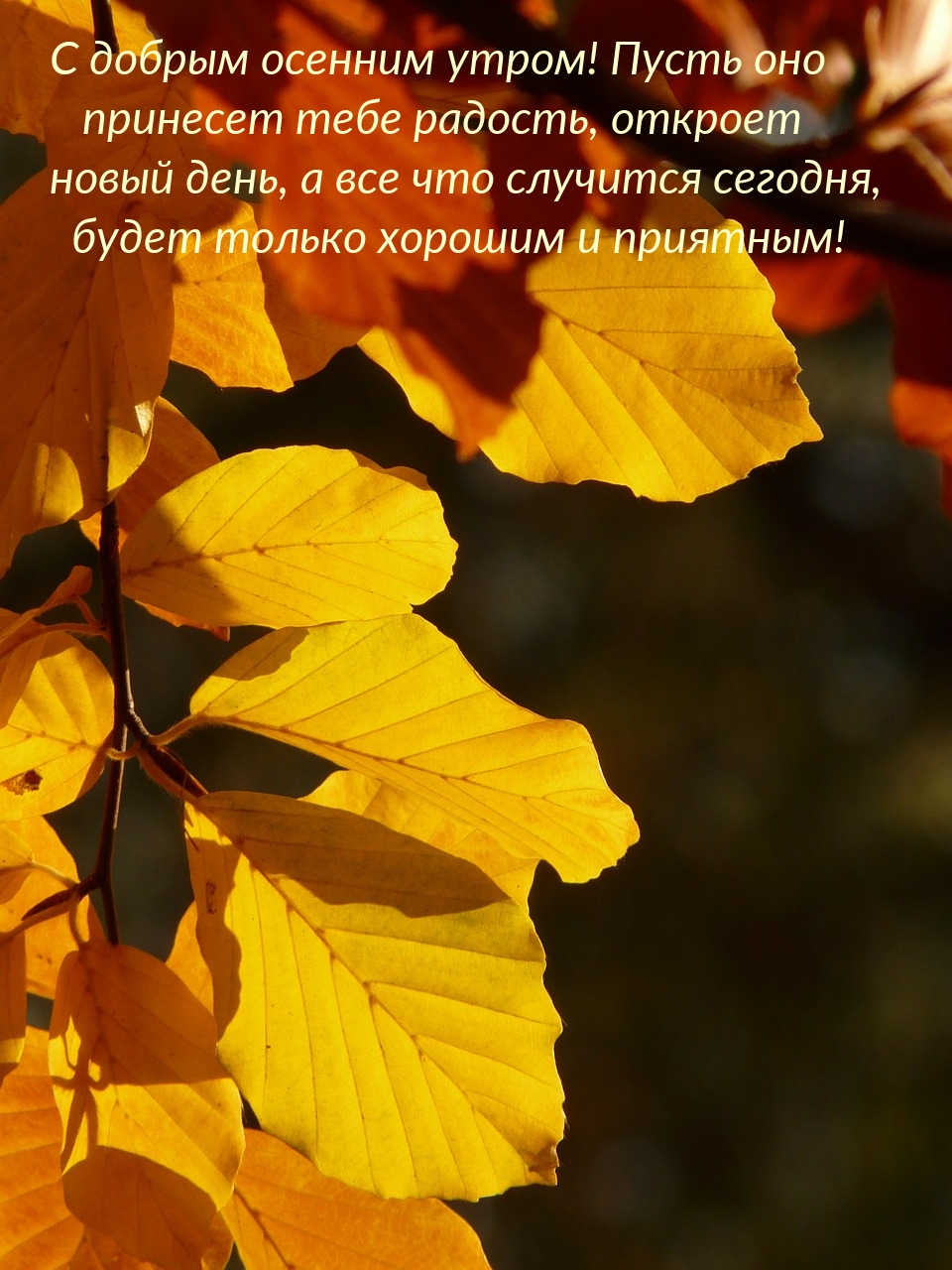 С добрым осенним утром! Пусть оно принесет тебе радость