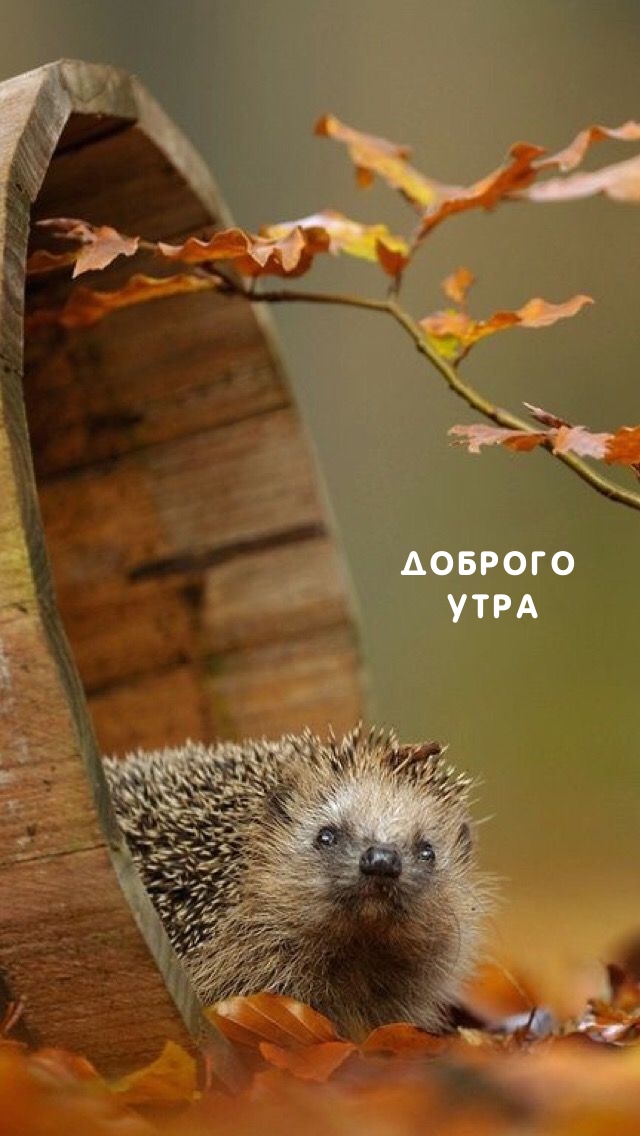 Доброго утра